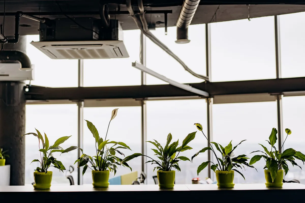 Intérieur d'un bureau écologique : éclairage naturel, matériaux biosourcés, plantes et mobilier durable